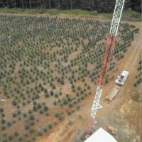 View down from the new tower to the old guyed tower and the tree farm below