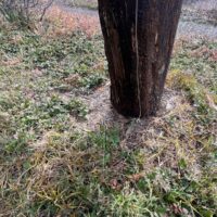 Weathered, decaying base of the wood antenna pole that the new steel tower replaces